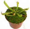 przykładowa sprzedawana roślina / exemplary plant for sale
